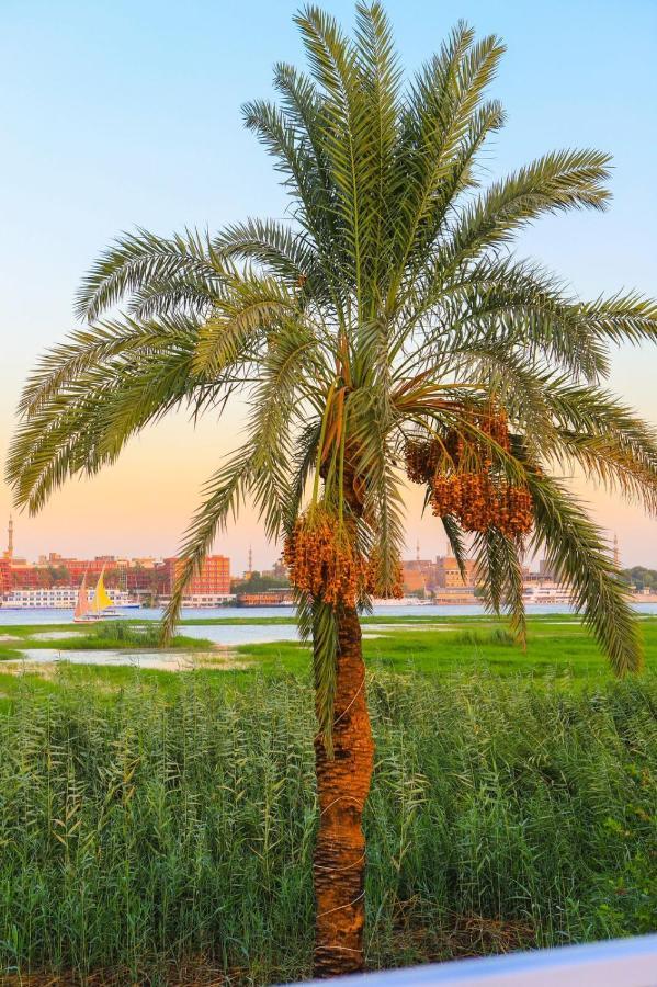 Royal Nile Villas - Pool View Apartment 2 Luxor Bagian luar foto